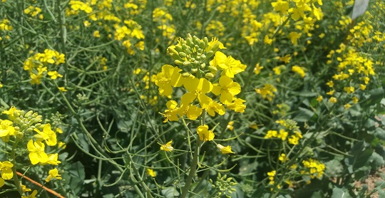برنامه تغذیه کلزا